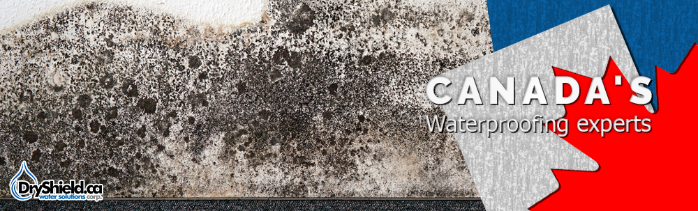 mold-removal