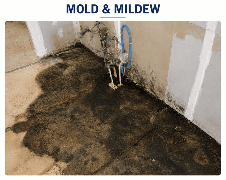 Mould and mildew from a wet North York basement